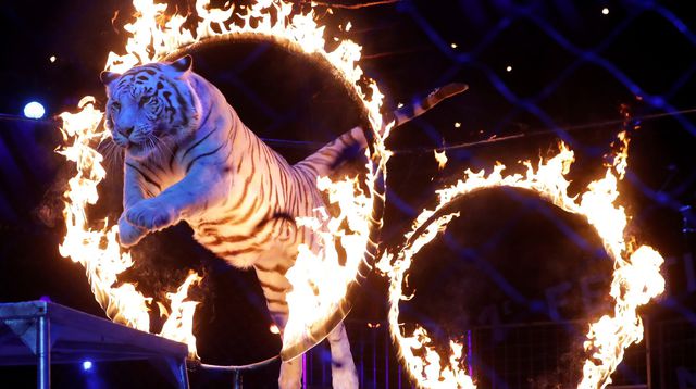 Animaux sauvages dans les cirques : Sans animaux, c'est voué à la  catastrophe