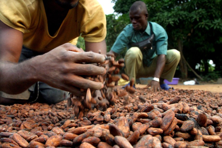 Un cacao durable et éthique par le retour des pratiques traditionnelles –  DAILY SCIENCE